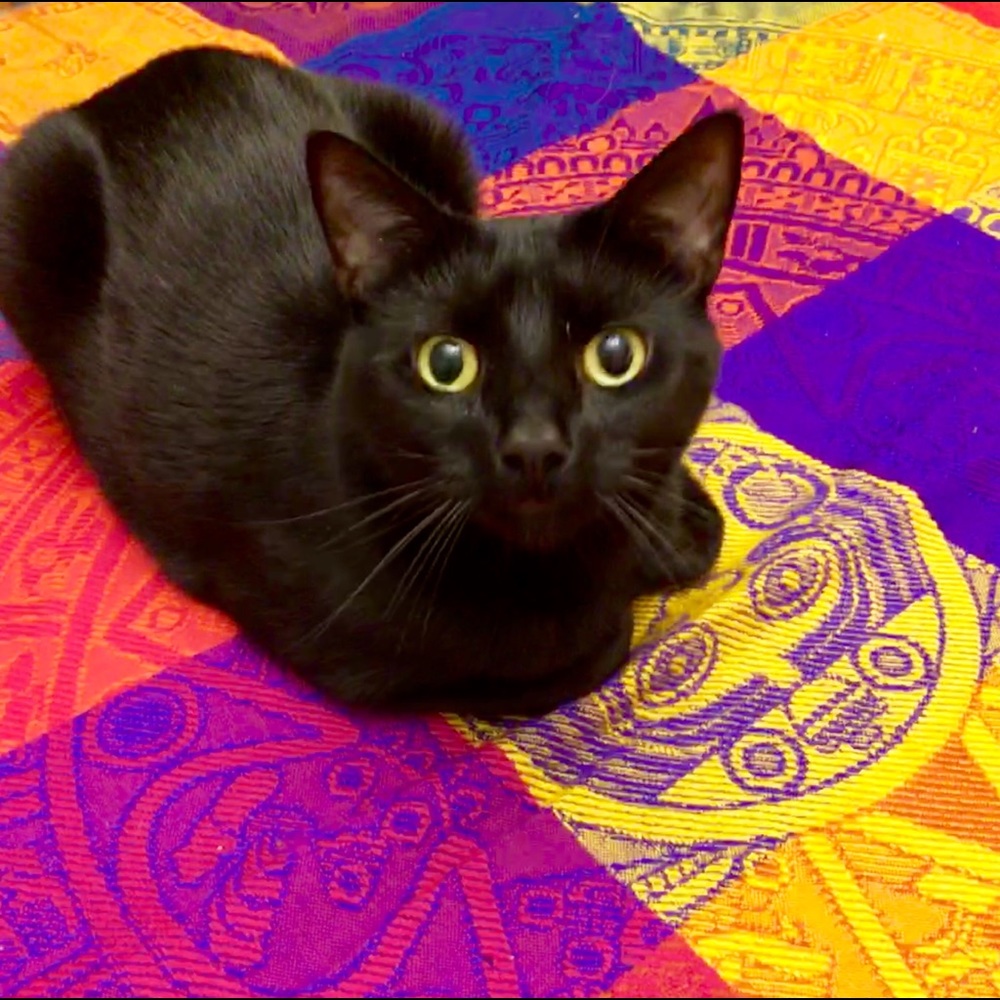 Meet your Posher, Michaele